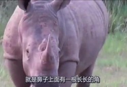 河马哥前妻爆料完整版视频,揭秘婚姻内幕与情感纠葛