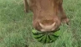 我是吃瓜高手免费阅读,揭秘娱乐圈幕后真相