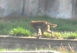 天津动物园爆料视频最新,神秘动物亮相引围观！