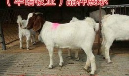山羊 在线观看,在线观看，探寻神秘生物的奇幻之旅