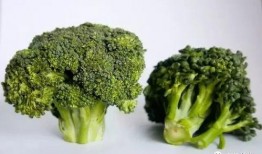 西兰花种植爆料视频教程,揭秘视频教程核心要点