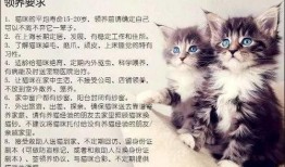 爆料猫咪收养视频大全