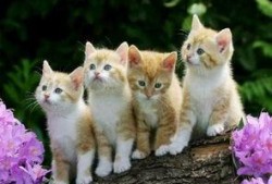 爆料猫咪收养视频大全