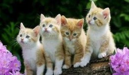 爆料猫咪收养视频大全