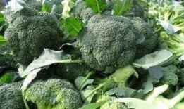 西兰花种植爆料视频教程,揭秘视频教程核心要点