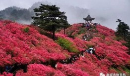 圈内爆料杜鹃,揭秘娱乐圈背后的风云人物