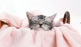 爆料猫咪收养视频大全