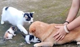 猫和狗的爆料视频播放,揭秘宠物界幕后趣闻