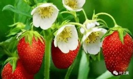 草莓种植爆料视频教程完整版,揭秘视频教程完整版核心技巧