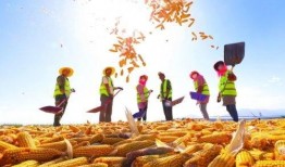 热点爆料丰收视频,热点爆料视频展现农业丰收喜悦