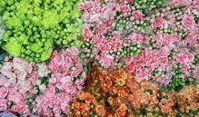 云南鲜花爆料事件视频,一场视觉与情感的盛宴