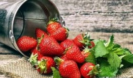 草莓种植爆料视频教程完整版,揭秘视频教程完整版核心技巧