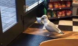 望风在线观看,揭秘网络直播背后的精彩世界