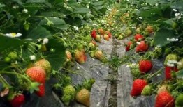 草莓种植爆料视频教程完整版,揭秘视频教程完整版核心技巧