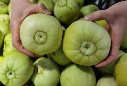 甜瓜有个厂最新爆料,最新爆料带你探秘甜瓜产业背后故事