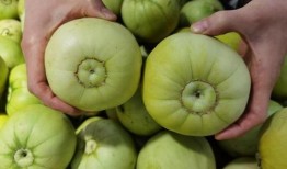 甜瓜有个厂最新爆料,最新爆料带你探秘甜瓜产业背后故事