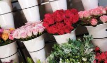 云南鲜花爆料事件视频,一场视觉与情感的盛宴