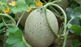 阿婆吃哈密瓜视频大全免费观看,阿婆吃哈密瓜视频大全，欢乐时光尽在此处