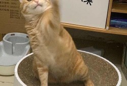 深圳猫租客最新爆料新闻,揭露租房行业潜规则与猫患问题